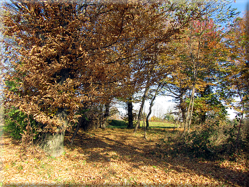 foto Alle pendici del Monte Grappa in Autunno